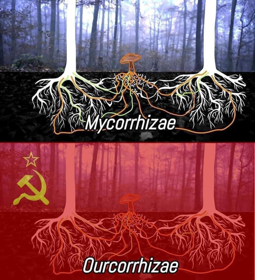 This meme is a play on the differences between two types of fungi: Mycorrhizae and Ourcorhizae. The text "Mycorrhizae" is written above a drawing of a mushroom's roots, while "Ourcorhizae" is written above a drawing of a mushroom's roots with a hammer and sickle symbol (the symbol of the Soviet Union) incorporated into the roots. The joke is that Mycorrhizae is a type of fungus that forms symbiotic relationships with plants, while Ourcorhizae is a made-up word that sounds similar but is actually a reference to the Soviet Union.